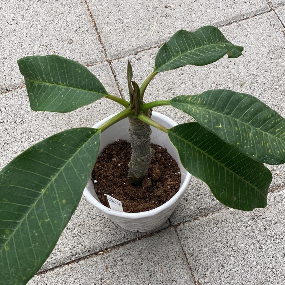 10 nches tall plumeria cutting plant, light pink